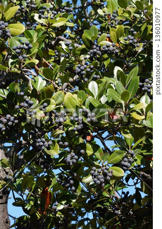 Umbelia umbellata fruit, November 2025 Umbelia umbellata fruit, November 2025 136010977