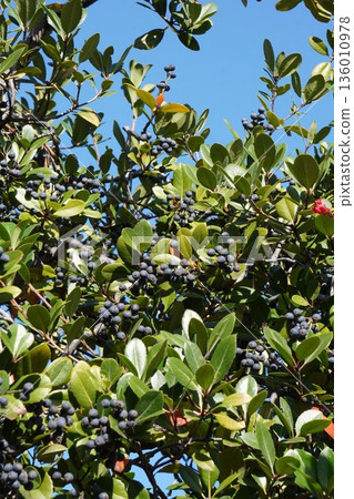 Umbelia umbellata fruit, November 2025 Umbelia umbellata fruit, November 2025 136010978
