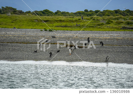 penguins colony isla martillo beagle channel patagonia 136010986
