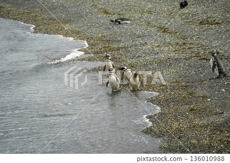 penguins colony isla martillo beagle channel patagonia penguins colony isla martillo beagle channel patagonia 136010988