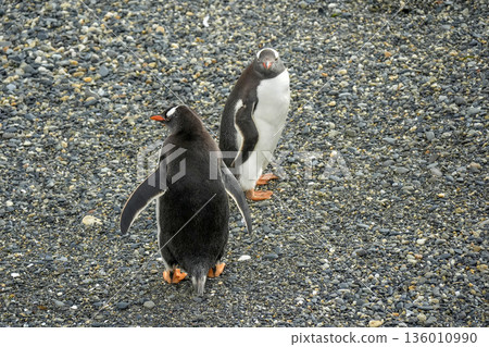 Pygoscelis papua Papua penguins colony isla martillo beagle channel patagonia 136010990