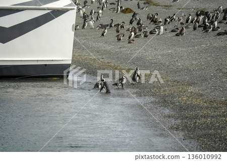 penguins colony isla martillo beagle channel patagonia 136010992