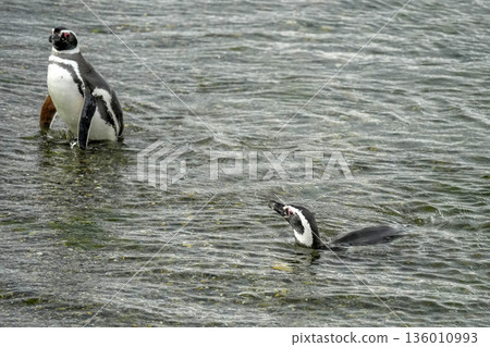 Magellanic penguins colony isla martillo beagle channel patagonia Magellanic penguins colony isla martillo beagle channel patagonia 136010993