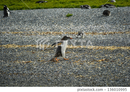 Pygoscelis papua Papua penguins colony isla martillo beagle channel patagonia Pygoscelis papua Papua penguins colony isla martillo beagle channel patagonia 136010995