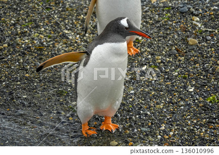 Pygoscelis papua Papua penguins colony isla martillo beagle channel patagonia 136010996
