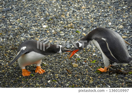 Fighting Pygoscelis papua Papua penguins colony isla martillo beagle channel patagonia Fighting Pygoscelis papua Papua penguins colony isla martillo beagle channel patagonia 136010997