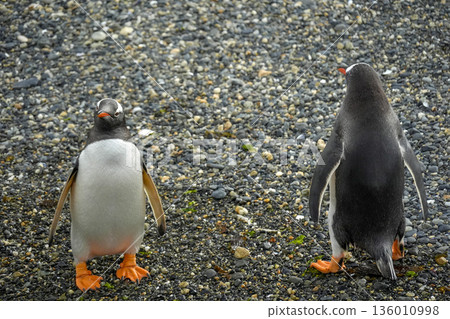 Pygoscelis papua Papua penguins colony isla martillo beagle channel patagonia Pygoscelis papua Papua penguins colony isla martillo beagle channel patagonia 136010998