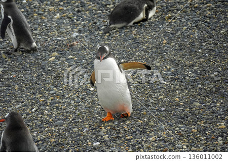Pygoscelis papua Papua penguins colony isla martillo beagle channel patagonia Pygoscelis papua Papua penguins colony isla martillo beagle channel patagonia 136011002