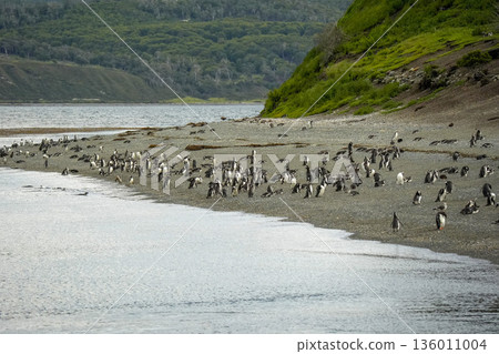 penguins colony isla martillo beagle channel patagonia 136011004