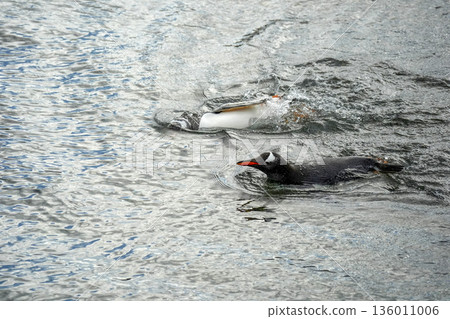 Pygoscelis papua Papua penguins colony isla martillo beagle channel patagonia swimming in the water Pygoscelis papua Papua penguins colony isla martillo beagle channel patagonia swimming in the water 136011006