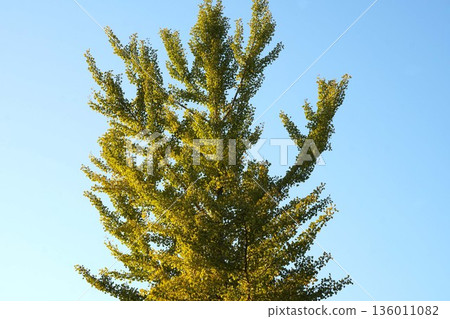 Ginkgo Tree, November 2025 136011082