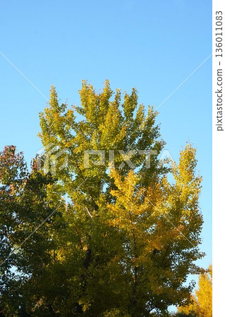 Ginkgo Tree, November 2025 136011083