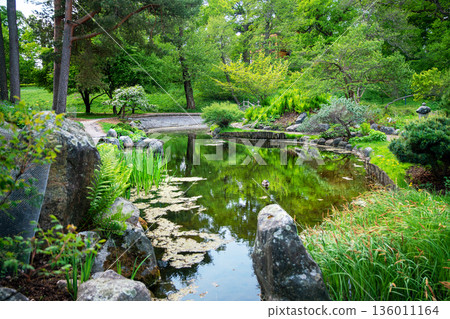 Japanese garden with blooming rhododendrons, a pond 136011164
