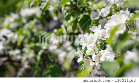 Decorative apple tree with blossoms in Japanese garden Decorative apple tree with blossoms in Japanese garden 136011168