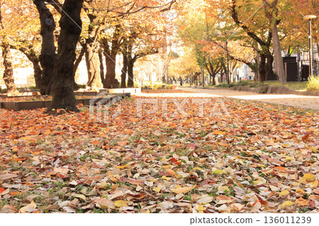 Carpet of fallen leaves 136011239