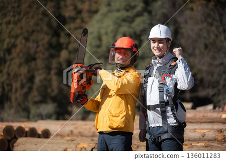 Multiple people working in primary industries such as forestry. A team working at heights and using chainsaws to cut trees. Multiple people working in primary industries such as forestry. A team working at heights and using chainsaws to cut trees. 136011283