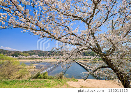 島根縣飛井川堤岸櫻花樹線 - 水下橋 136011315