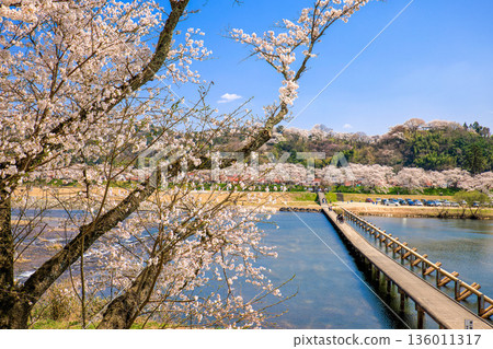 島根縣飛井川堤岸櫻花樹線 - 水下橋 136011317