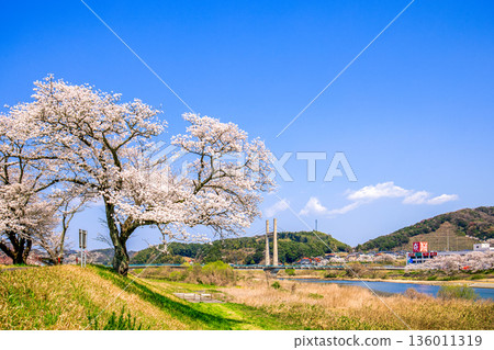 島根縣 飛井川河岸和紀治橋的櫻花樹 136011319