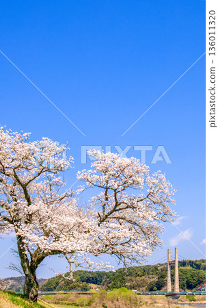 島根縣 飛井川河岸和紀治橋的櫻花樹 136011320