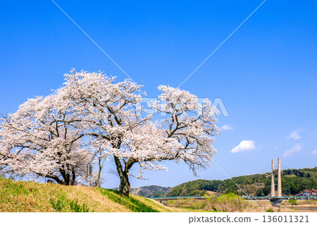 <Shimane Prefecture> Cherry blossom trees along the Hii River bank and Kiji Bridge 136011321