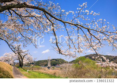 島根縣 飛井川河岸和紀治橋的櫻花樹 島根縣 飛井川河岸和紀治橋的櫻花樹 136011322