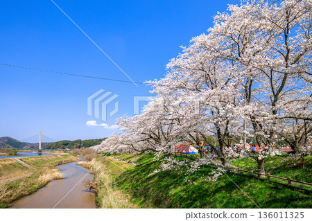 島根縣 飛井川河岸和紀治橋的櫻花樹 136011325