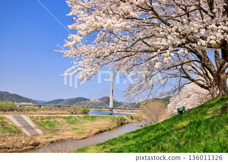 島根縣 飛井川河岸和紀治橋的櫻花樹 136011326