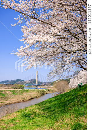 島根縣 飛井川河岸和紀治橋的櫻花樹 136011327