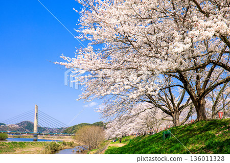 島根縣 飛井川河岸和紀治橋的櫻花樹 島根縣 飛井川河岸和紀治橋的櫻花樹 136011328