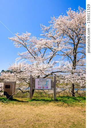 島根縣 飛井川沿岸,櫻花樹成蔭,石碑和路標林立。 島根縣 飛井川沿岸,櫻花樹成蔭,石碑和路標林立。 136011329