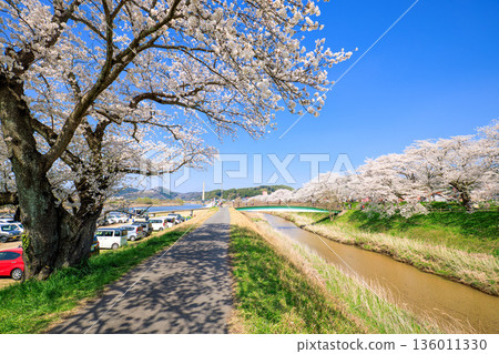島根縣 飛井川和久能川沿岸的櫻花樹 島根縣 飛井川和久能川沿岸的櫻花樹 136011330