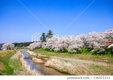 島根縣 飛井川和久能川沿岸的櫻花樹 136011331