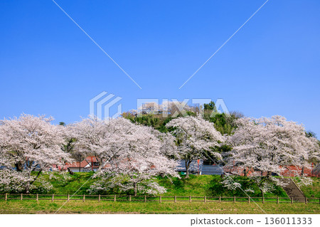 <島根縣> 檜川堤上的櫻花樹和喜月公園 <島根縣> 檜川堤上的櫻花樹和喜月公園 136011333