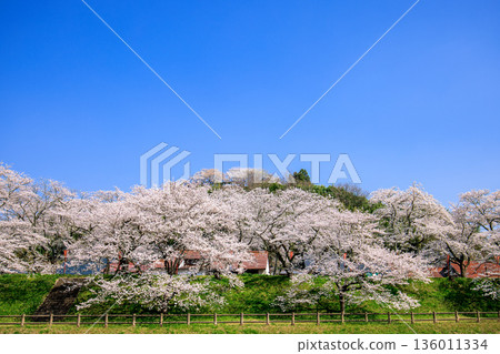 <Shimane Prefecture> Scenery of cherry blossom trees and Kisuki Park on the Hiikawa embankment 136011334