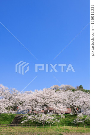 <Shimane Prefecture> Scenery of cherry blossom trees and Kisuki Park on the Hiikawa embankment 136011335