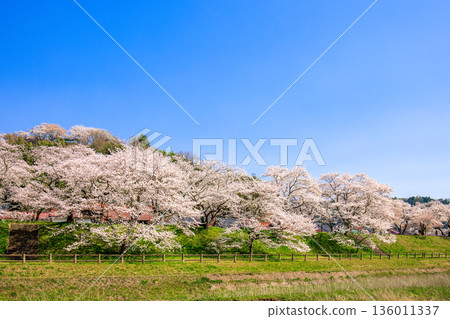 <Shimane Prefecture> Scenery of cherry blossom trees and Kisuki Park on the Hiikawa embankment <Shimane Prefecture> Scenery of cherry blossom trees and Kisuki Park on the Hiikawa embankment 136011337