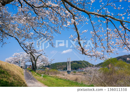 <Shimane Prefecture> Cherry blossom trees along the Hii River bank and Kiji Bridge <Shimane Prefecture> Cherry blossom trees along the Hii River bank and Kiji Bridge 136011338