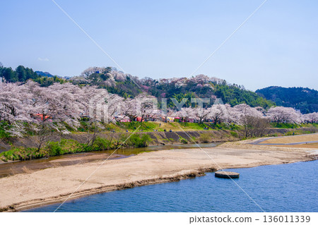 <島根縣> 從紀治橋眺望櫻花樹 136011339