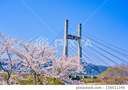 島根縣 飛井川河岸和紀治橋的櫻花樹 島根縣 飛井川河岸和紀治橋的櫻花樹 136011340