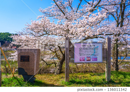 <Shimane Prefecture> Stone monuments and signs along the Hii River bank lined with cherry blossom trees 136011342