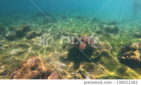 A Green sea turtle or Chelonia mydas swimming underwater over a rocky seabed with sunlight filtering through clear ocean water. Apo Island. Dauin, Negros Oriental, Philippines A Green sea turtle or Chelonia mydas swimming underwater over a rocky seabed with sunlight filtering through clear ocean water. Apo Island. Dauin, Negros Oriental, Philippines 136011362
