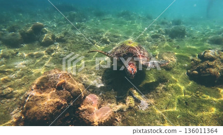 Sea turtle gliding over a sunlit coral reef on the ocean floor in serene waters. Apo Island, Dauin, Negros Oriental, Philippines 136011364