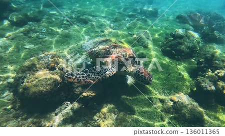 A Green sea turtle or Chelonia mydas swimming peacefully among coral reefs in clear sunlit waters in Apo Island. Dauin, Negros Oriental, Philippines A Green sea turtle or Chelonia mydas swimming peacefully among coral reefs in clear sunlit waters in Apo Island. Dauin, Negros Oriental, Philippines 136011365