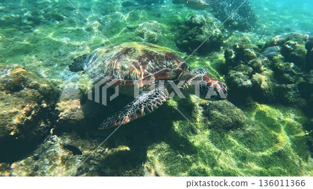 Green sea turtle or Chelonia mydas swimming over a sunlit coral reef in serene waters. Apo Island, Dauin, Negros Oriental, Philippines Green sea turtle or Chelonia mydas swimming over a sunlit coral reef in serene waters. Apo Island, Dauin, Negros Oriental, Philippines 136011366