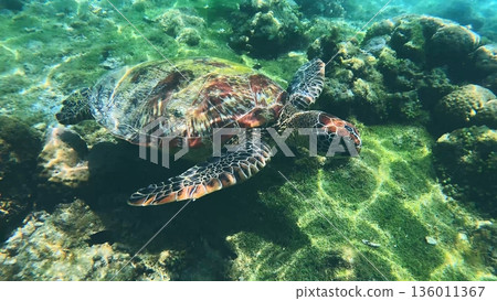 Close up view of a Green sea turtle or Chelonia mydas among the coral reef, bathed in sunlight in clear ocean waters. Apo Island. Dauin, Negros Oriental, Philippines 136011367