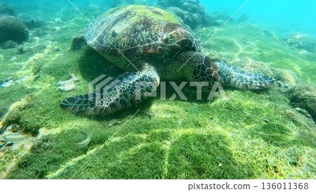A Green sea turtle or Chelonia mydason foraging on the sea floor amidst vibrant green algae in Apo Island. Dauin, Negros Oriental, Philippines 136011368