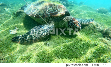 A green sea turtle or Chelonia mydas peacefully rests on an algae-covered ocean floor A green sea turtle or Chelonia mydas peacefully rests on an algae-covered ocean floor 136011369
