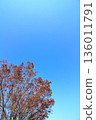 湛藍的天空，樹葉漸漸變紅 136011791