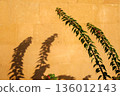 A sharp shadow from a tree on the wall 136012143